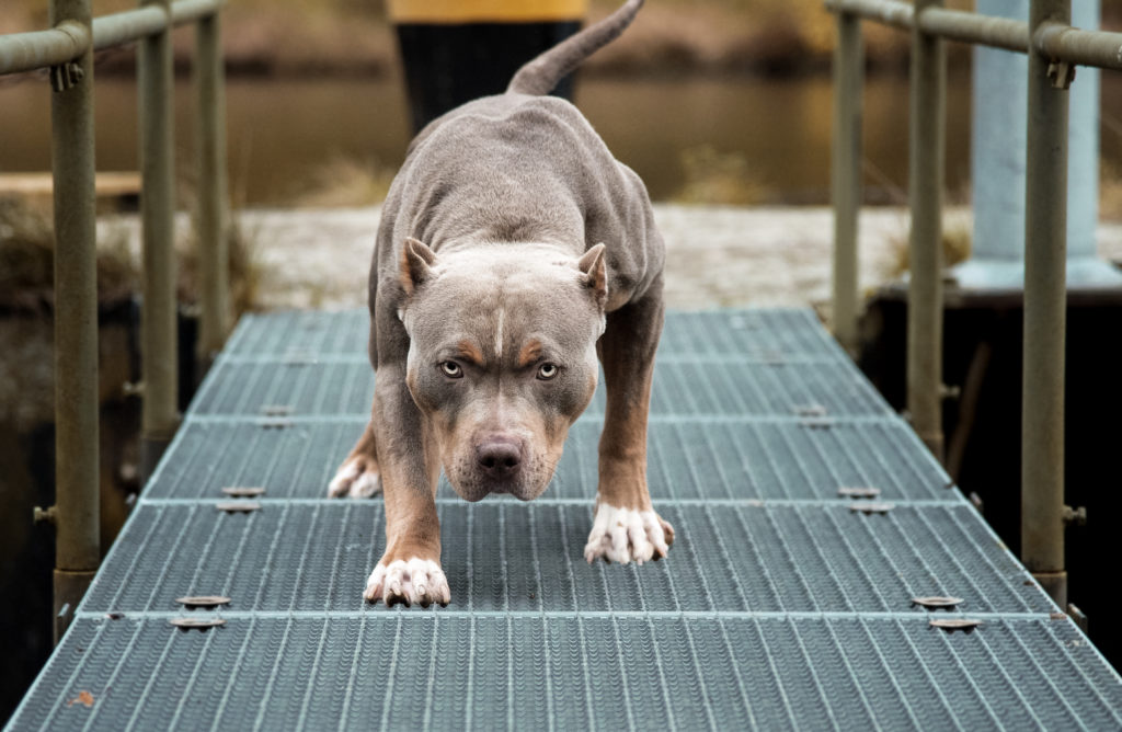 the-myth-of-the-pit-bull-divorce-attorney-in-denver-colorado-legal-group